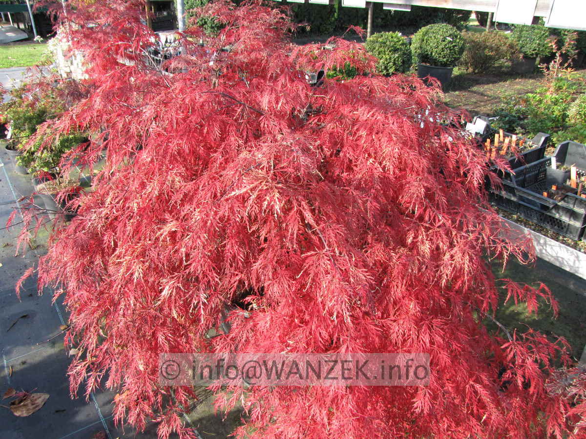 Acer palmatum Dissectum - Herbstfaerbung voll.JPG
